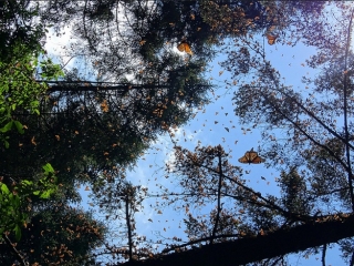 santurio de la mariposa monarca